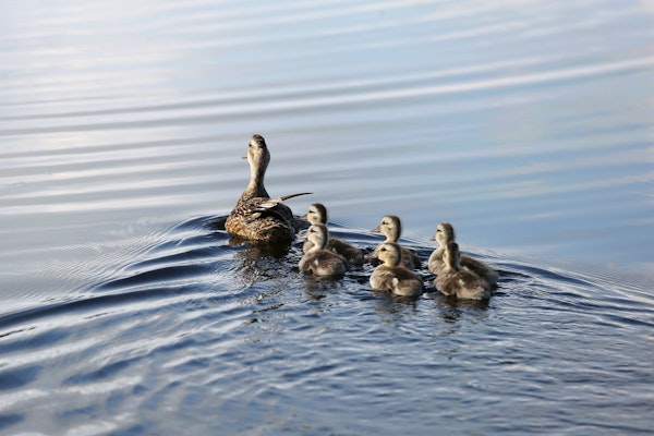 Mother duck swimming with ducklings behind her on a lake.