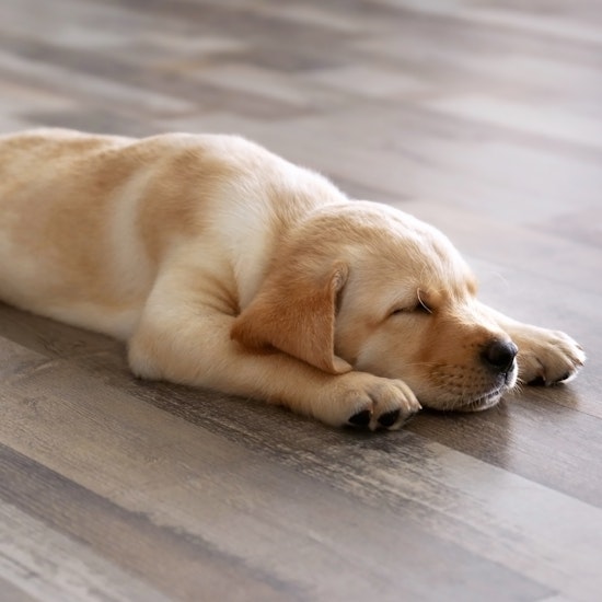 cute labrador retriever puppy sleeping on a wood-looking floor