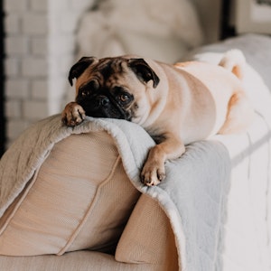 Dog On Couch in Custom Home