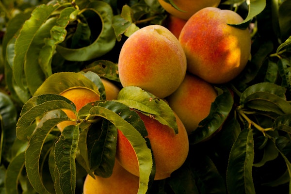 Sweet South Carolina peaches on a tree