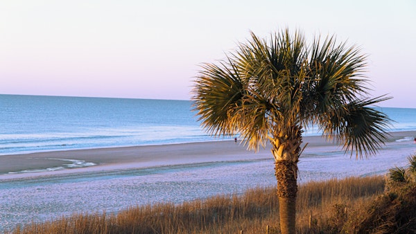 Surfside beach, South Carolina with the ocean, sand, and a Palmetto tree.